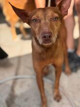 MORO, Hund, Podenco in Spanien - Bild 1