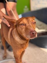 MORO, Hund, Podenco in Spanien - Bild 2