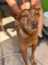 MORO, Hund, Podenco in Spanien - Bild 3