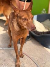 MORO, Hund, Podenco in Spanien - Bild 4