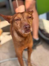 MORO, Hund, Podenco in Spanien - Bild 5