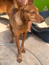 MORO, Hund, Podenco in Spanien - Bild 6