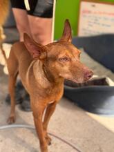MORO, Hund, Podenco in Spanien - Bild 7