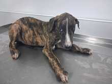 APOLO, Hund, Galgo in Spanien - Bild 1