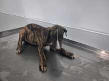 APOLO, Hund, Galgo in Spanien - Bild 2