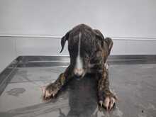 APOLO, Hund, Galgo in Spanien - Bild 3
