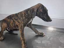 APOLO, Hund, Galgo in Spanien - Bild 4