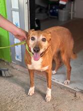 CANELA, Hund, Podenca in Spanien - Bild 1
