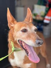 CANELA, Hund, Podenca in Spanien - Bild 2