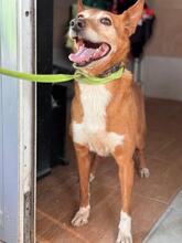 CANELA, Hund, Podenca in Spanien - Bild 3