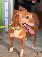 CANELA, Hund, Podenca in Spanien - Bild 4