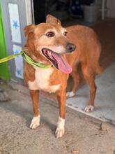 CANELA, Hund, Podenca in Spanien - Bild 5