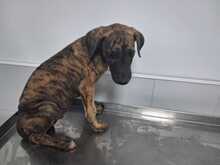 HERMES, Hund, Galgo in Spanien - Bild 3