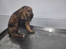 HERMES, Hund, Galgo in Spanien - Bild 4
