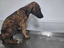 HERMES, Hund, Galgo in Spanien - Bild 5