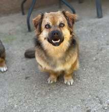 DARIA, Hund, Mischlingshund in Rumänien - Bild 2