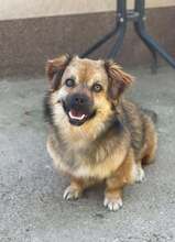 DARIA, Hund, Mischlingshund in Rumänien - Bild 3