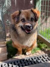 DARIA, Hund, Mischlingshund in Rumänien - Bild 4