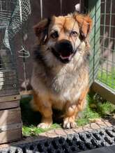DARIA, Hund, Mischlingshund in Rumänien - Bild 5