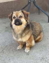 DARIA, Hund, Mischlingshund in Rumänien - Bild 6