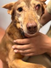 CANDELA, Hund, Podenca in Spanien - Bild 1