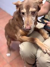 CANDELA, Hund, Podenca in Spanien - Bild 2