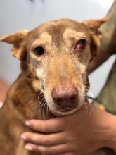 CANDELA, Hund, Podenca in Spanien - Bild 3