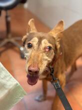 CANDELA, Hund, Podenca in Spanien - Bild 4