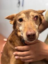 CANDELA, Hund, Podenca in Spanien - Bild 5