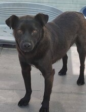 CARLO, Hund, Mischlingshund in Rumänien - Bild 1