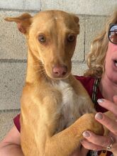 NUNO, Hund, Podenco in Spanien - Bild 1