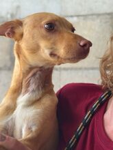 NUNO, Hund, Podenco in Spanien - Bild 3