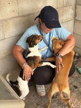 NUNO, Hund, Podenco in Spanien - Bild 5
