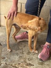 NUNO, Hund, Podenco in Spanien - Bild 6