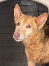 PACO, Hund, Podenco in Spanien - Bild 1