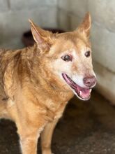 PACO, Hund, Podenco in Spanien - Bild 2