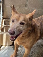 PACO, Hund, Podenco in Spanien - Bild 3