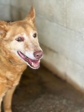 PACO, Hund, Podenco in Spanien - Bild 4