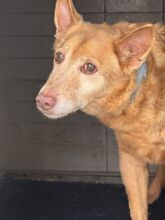 PACO, Hund, Podenco in Spanien - Bild 5