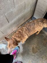 PACO, Hund, Podenco in Spanien - Bild 6