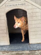 PACO, Hund, Podenco in Spanien - Bild 7