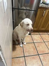 LOKY, Hund, Labrador Retriever Mischling in Spanien - Bild 1