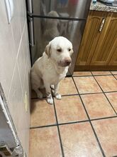 LOKY, Hund, Labrador Retriever Mischling in Spanien - Bild 2