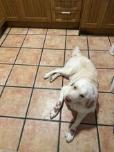 LOKY, Hund, Labrador Retriever Mischling in Spanien - Bild 3