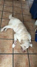 LOKY, Hund, Labrador Retriever Mischling in Spanien - Bild 4