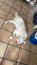 LOKY, Hund, Labrador Retriever Mischling in Spanien - Bild 5