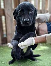 TOMMY, Hund, Mischlingshund in Rumänien - Bild 1
