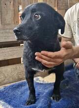 TOMMY, Hund, Mischlingshund in Rumänien - Bild 10