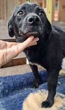 TOMMY, Hund, Mischlingshund in Rumänien - Bild 11