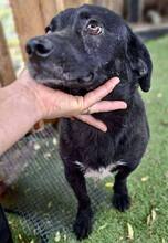 TOMMY, Hund, Mischlingshund in Rumänien - Bild 12